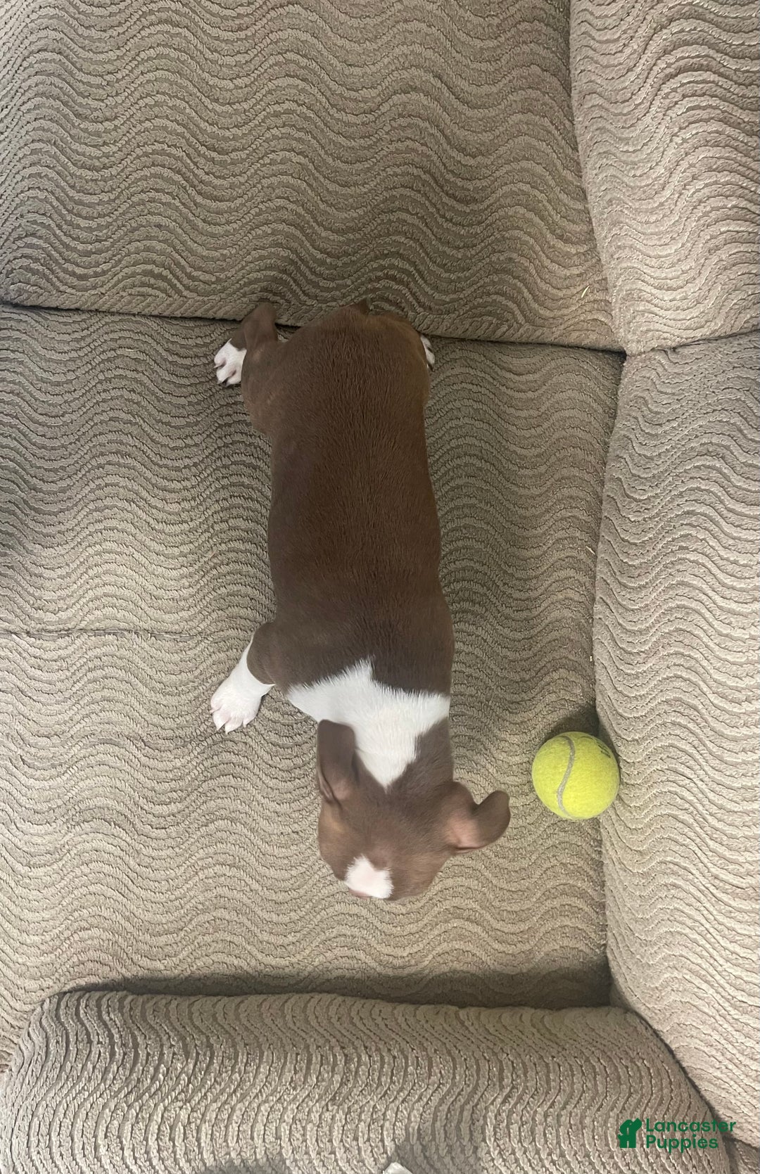 Boston Terrier dogs for sale: Olen - Ad 4