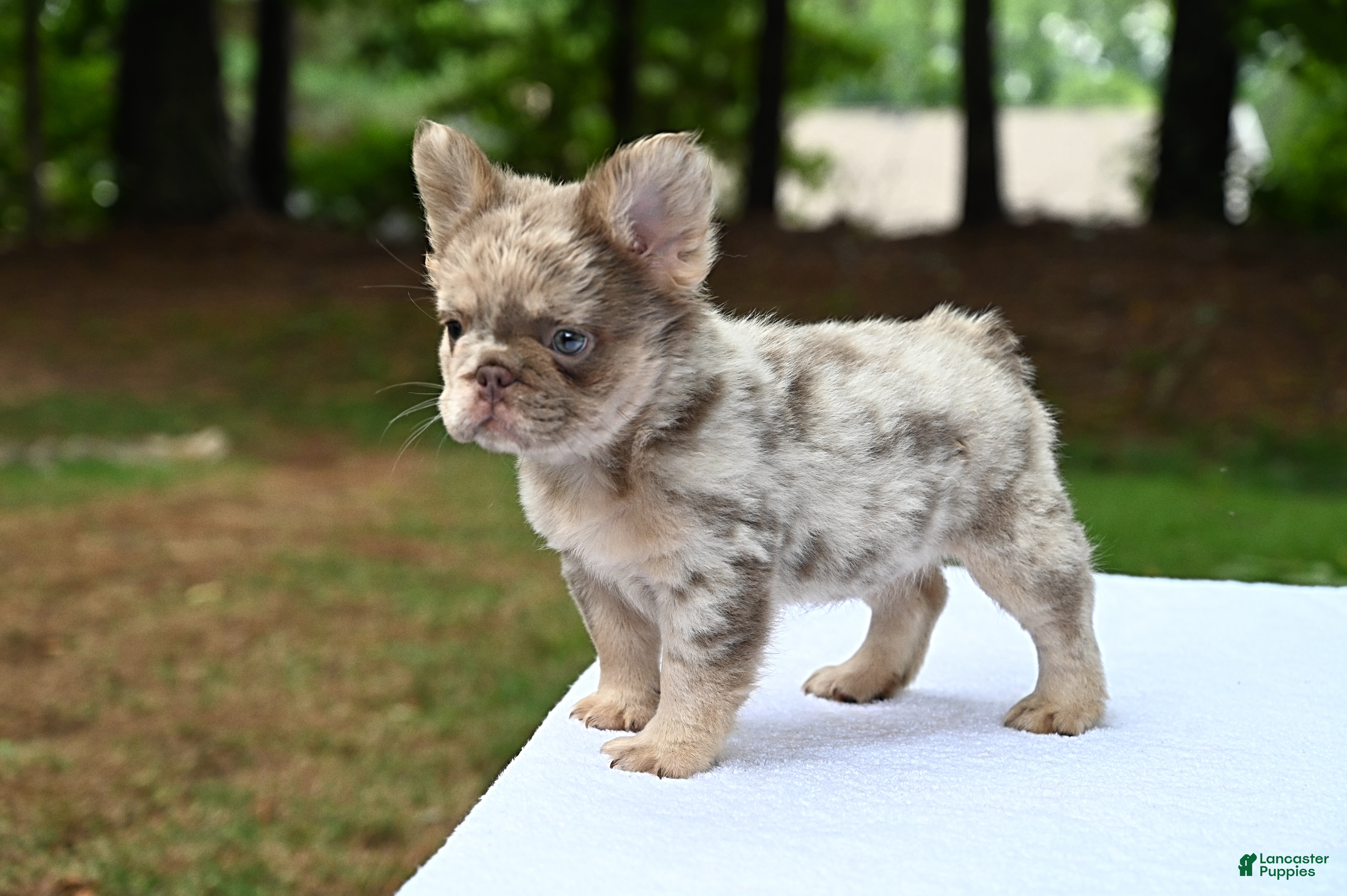 French Bulldog dogs French Bulldog Puppy 2 - Ad 1