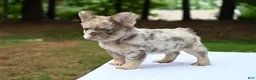 French Bulldog dogs for sale: French Bulldog Puppy 2 - Ad 4