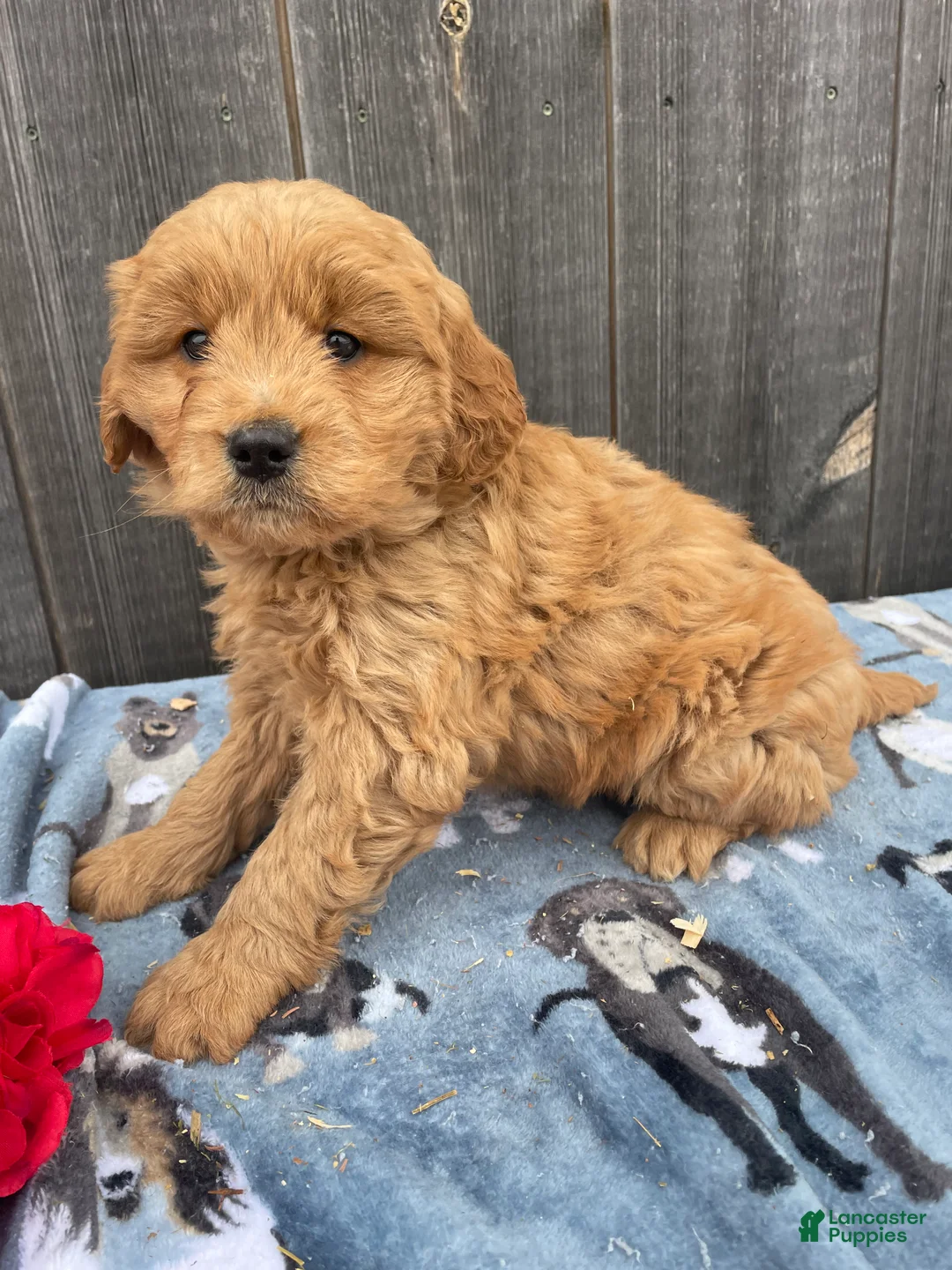 Mini Goldendoodle dogs for sale: Mitzy - Ad 3
