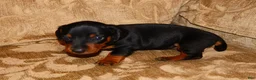 Miniature Dachshund dogs for sale: Milo - Ad 11