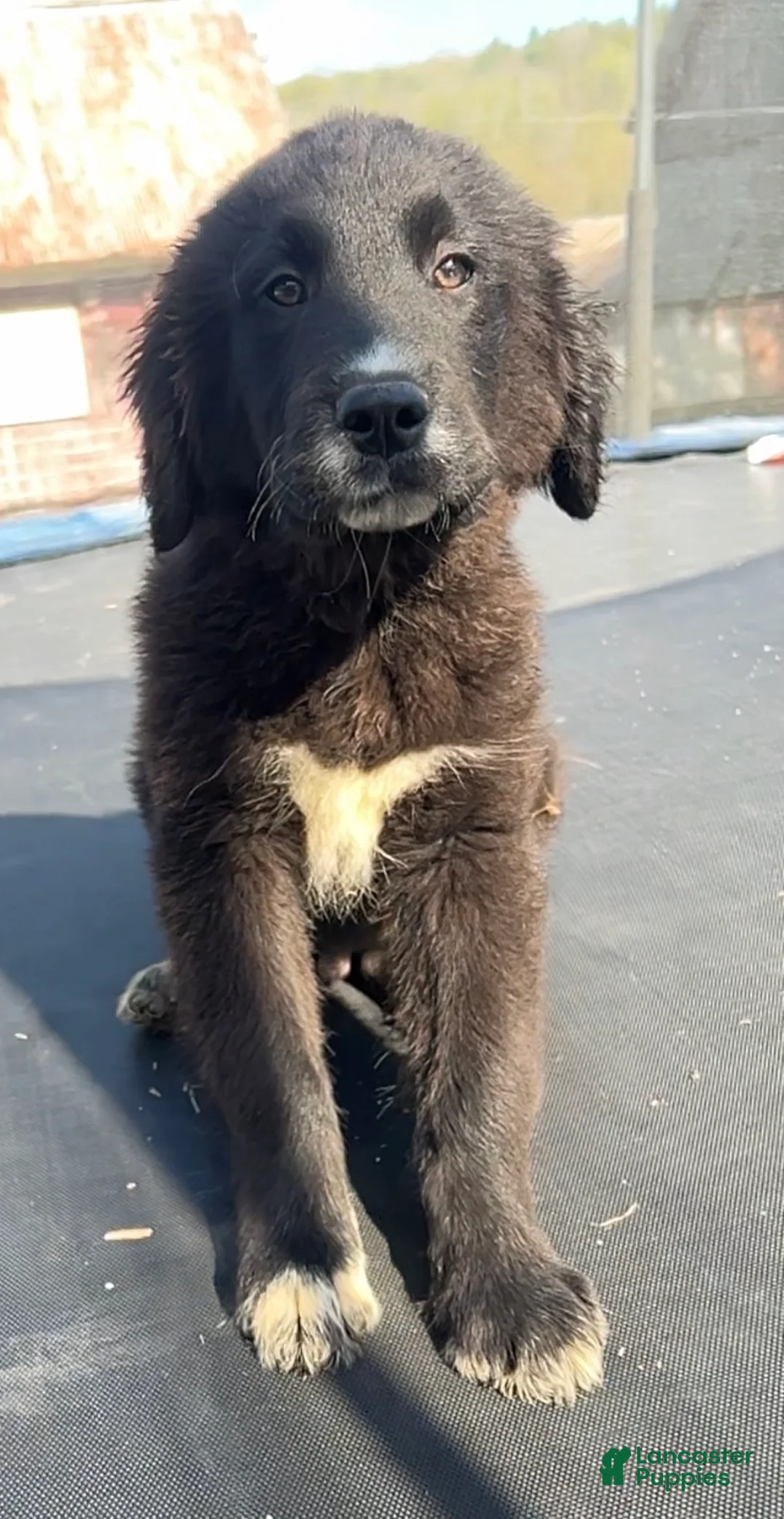 Mixed Breed dogs for sale: Elvis - Ad 1
