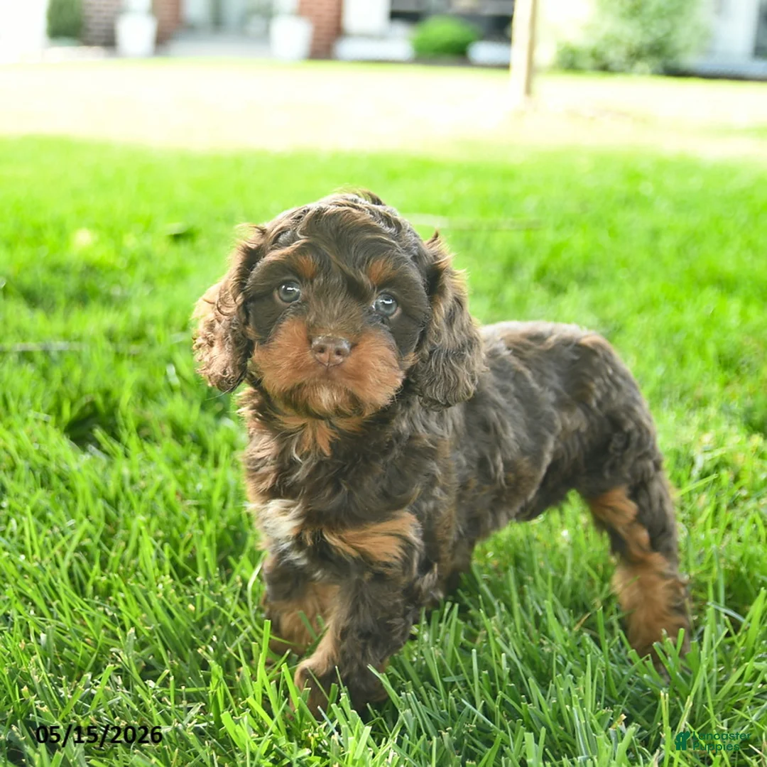 Cavapoo dogs for sale: Lexie  - Ad 2