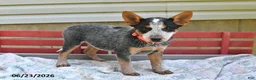 Australian Cattle Dog dogs for sale: Salt - Ad 3