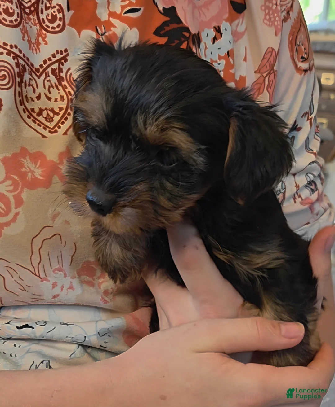 Yorkshire Terrier dogs for sale: Reba - Ad 2