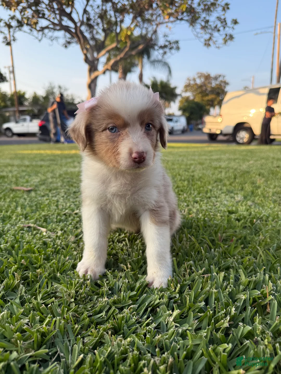 Australian Shepherd dogs for sale: Australian Shepherd Puppy 8 - Ad 2