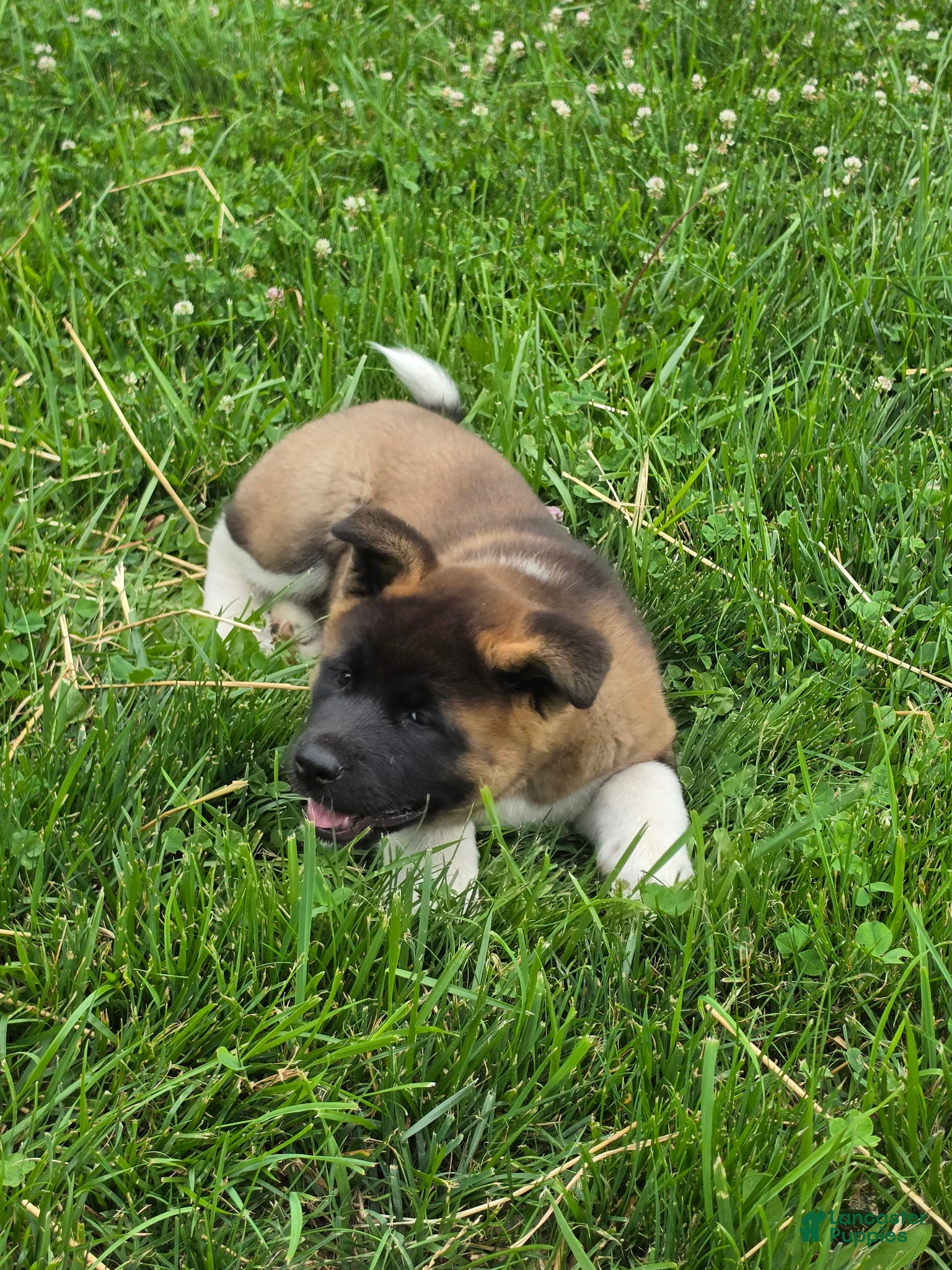 Akita dogs Lilla - Ad 2