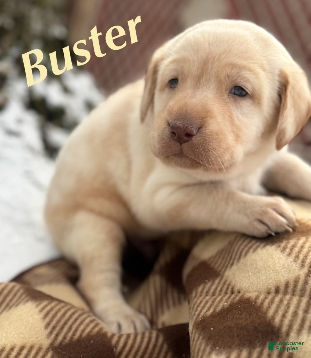 Labrador Retriever dogs for sale: Labrador Retriever Puppy 1 - Ad 7