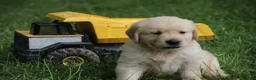 Golden Retriever dogs for sale: Golden Retriever 4 - Ad 4