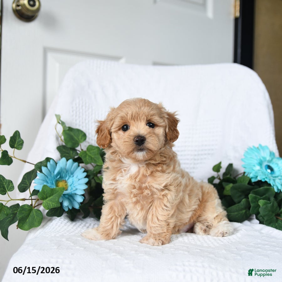 Maltipoo dogs Kevin - Ad 1