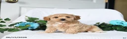 Maltipoo dogs for sale: Kevin - Ad 1