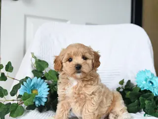 Maltipoo dogs for sale: Kevin - Ad 2