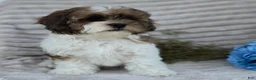 Shihpoo dogs for sale: Chief - Ad 12