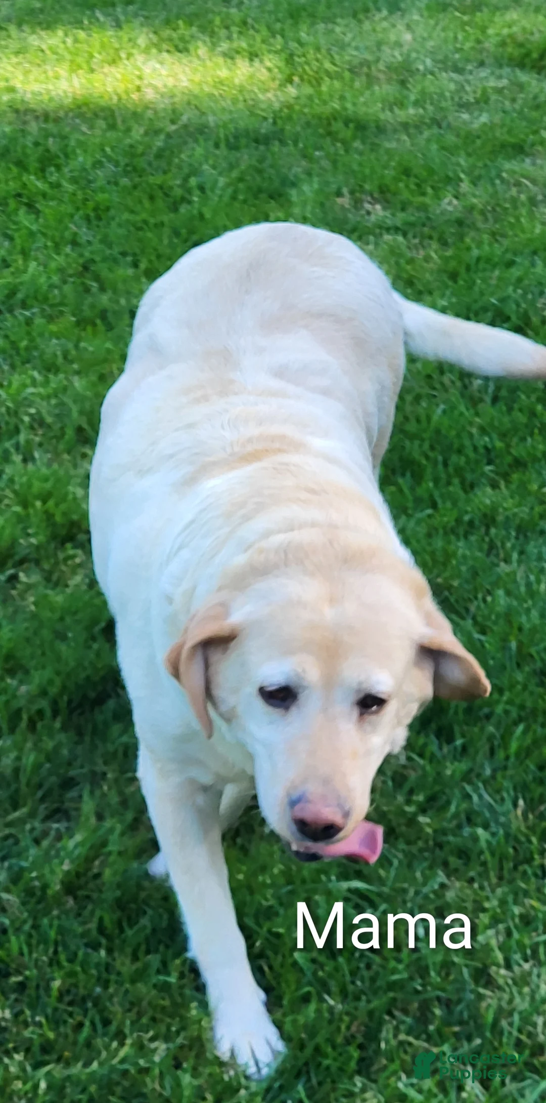Labrador Retriever dogs for sale: Labrador Retriever Puppy 1 Max - Ad 4