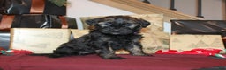 Whoodle dogs for sale: Lynette - Ad 1