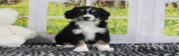 Mini Bernedoodle dogs for sale: Reese - Ad 2