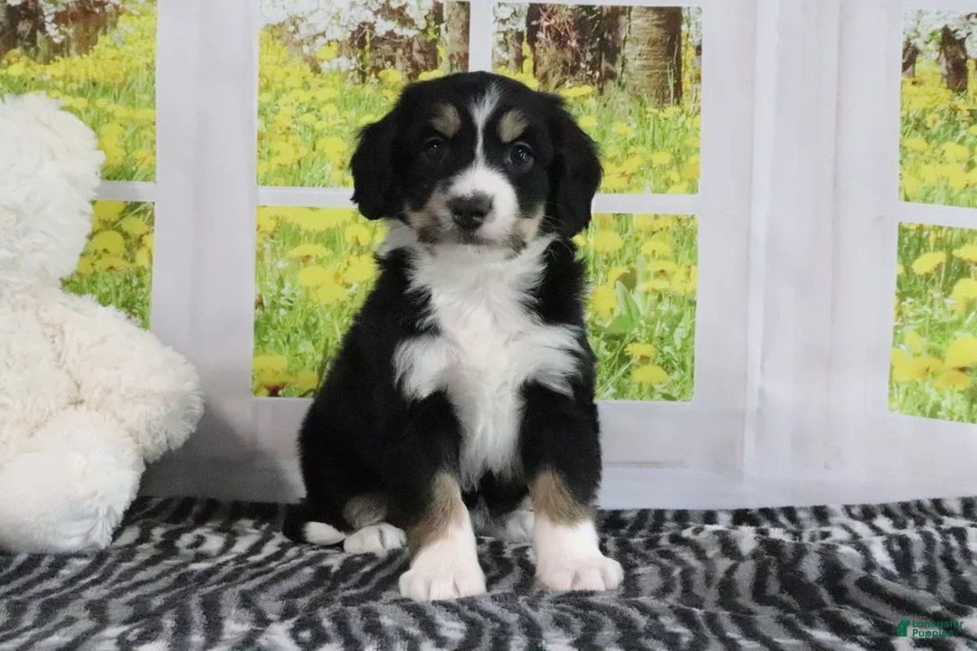 Mini Bernedoodle dogs for sale: Reese - Ad 2
