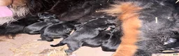 Bernese Mountain Dog dogs for sale: Bernese Mountain Dog Puppy 8 - Ad 1