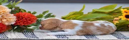 Cavalier King Charles Spaniel dogs for sale: Roman - Ad 5