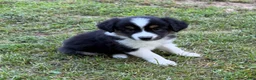 Australian Shepherd dogs for sale: Daisy - Ad 7