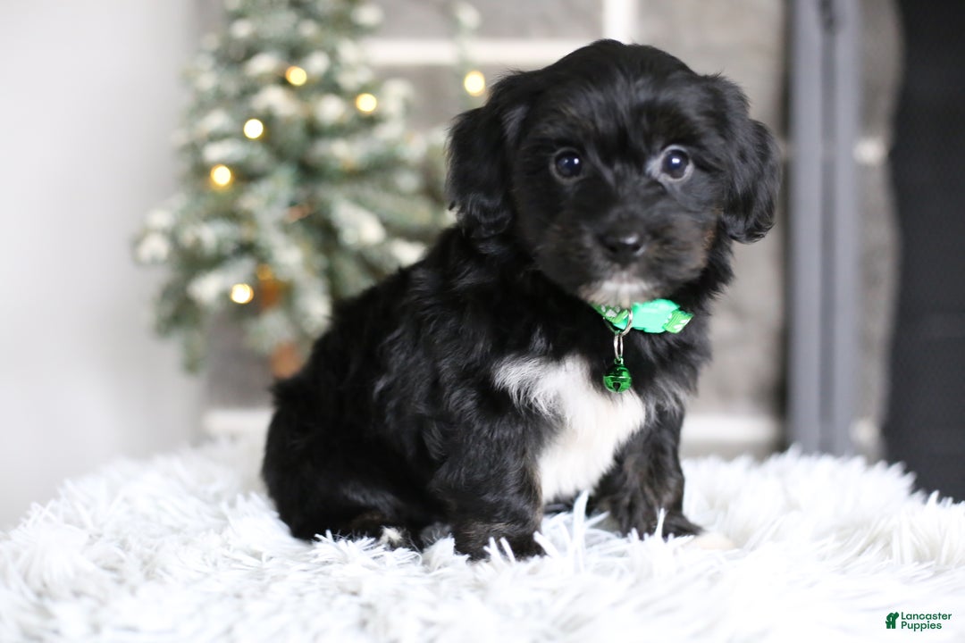 Yorkiepoo dogs for sale: Winston - Ad 9