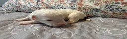 Toy Poodle dogs for sale: AKC Alvin - Ad 1