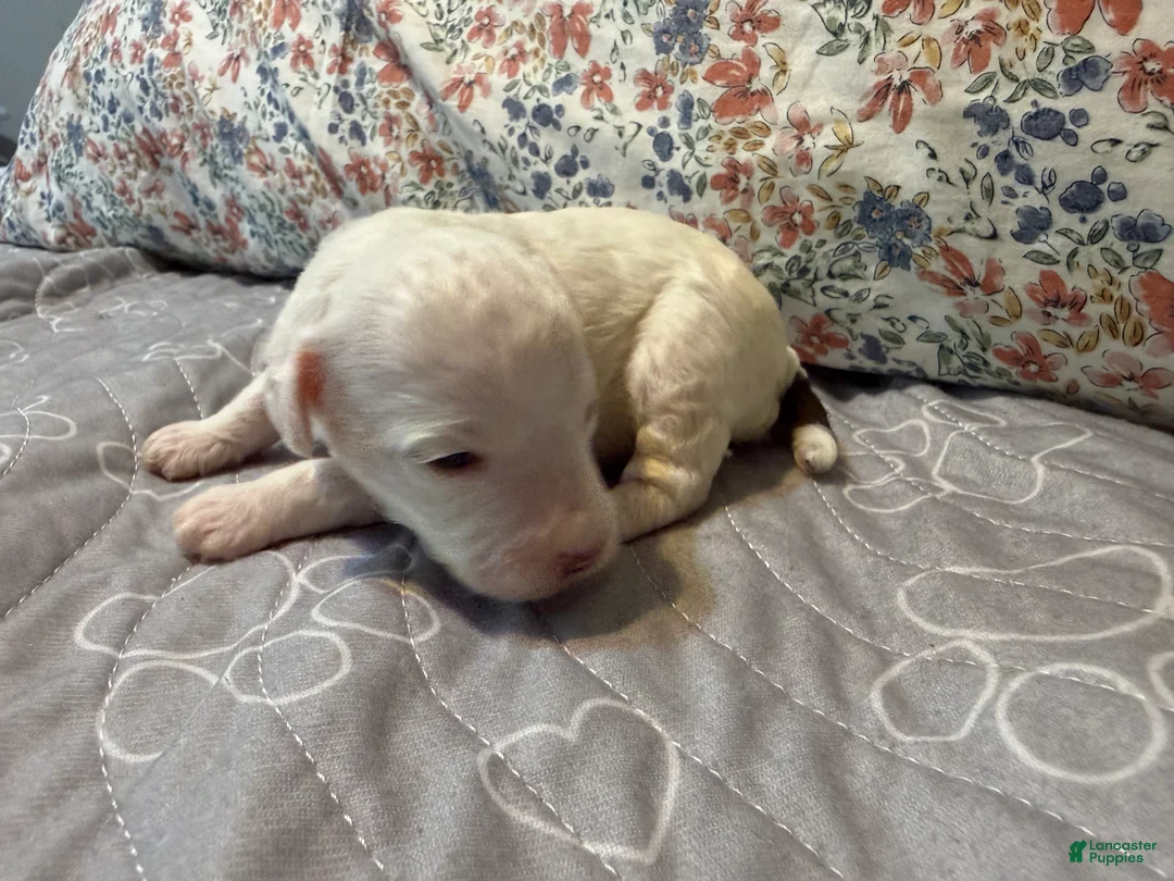 Toy Poodle dogs for sale: AKC Alvin - Ad 1