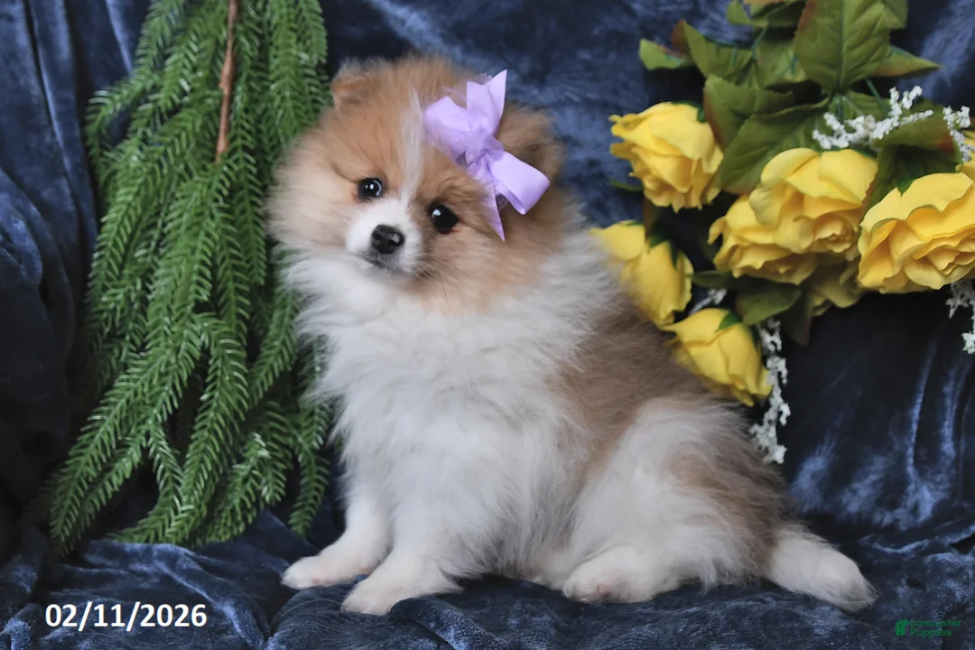 Pomeranian dogs for sale: Misty - Ad 5