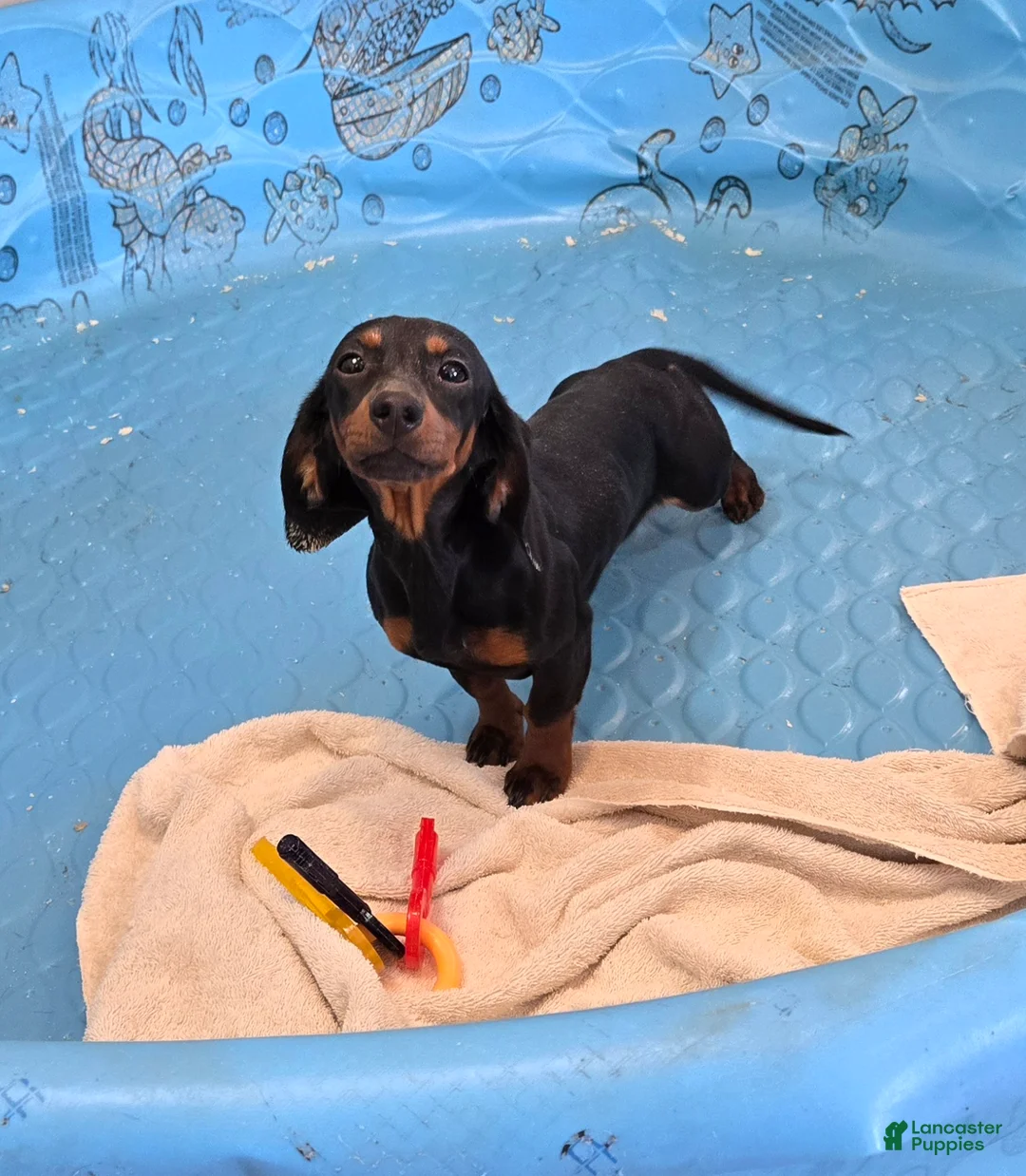 Miniature Dachshund dogs for sale: Nessa - Ad 1