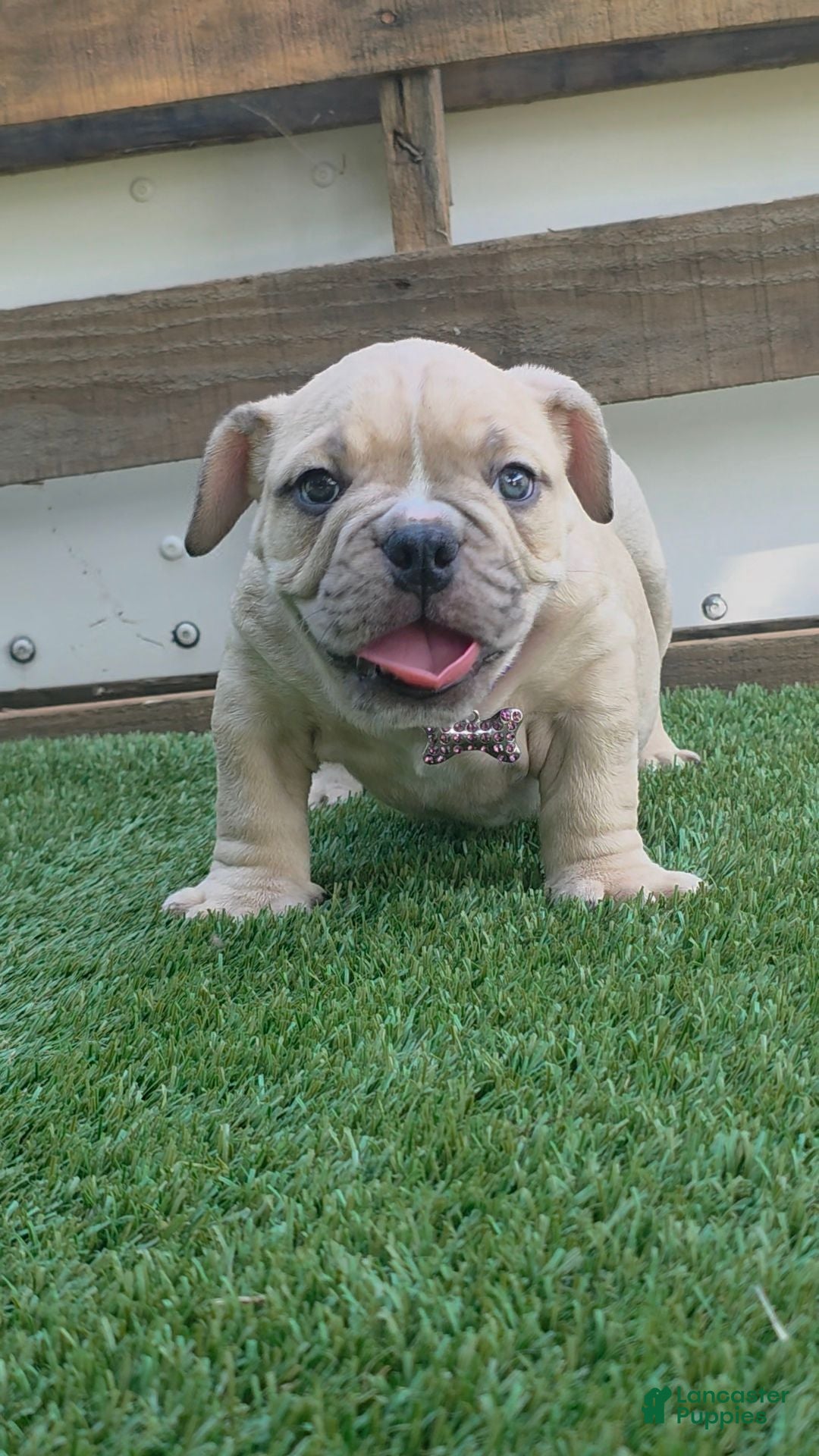 American Bully dogs Nala Girl - Ad 1