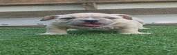 American Bully dogs for sale: Nala Girl - Ad 1