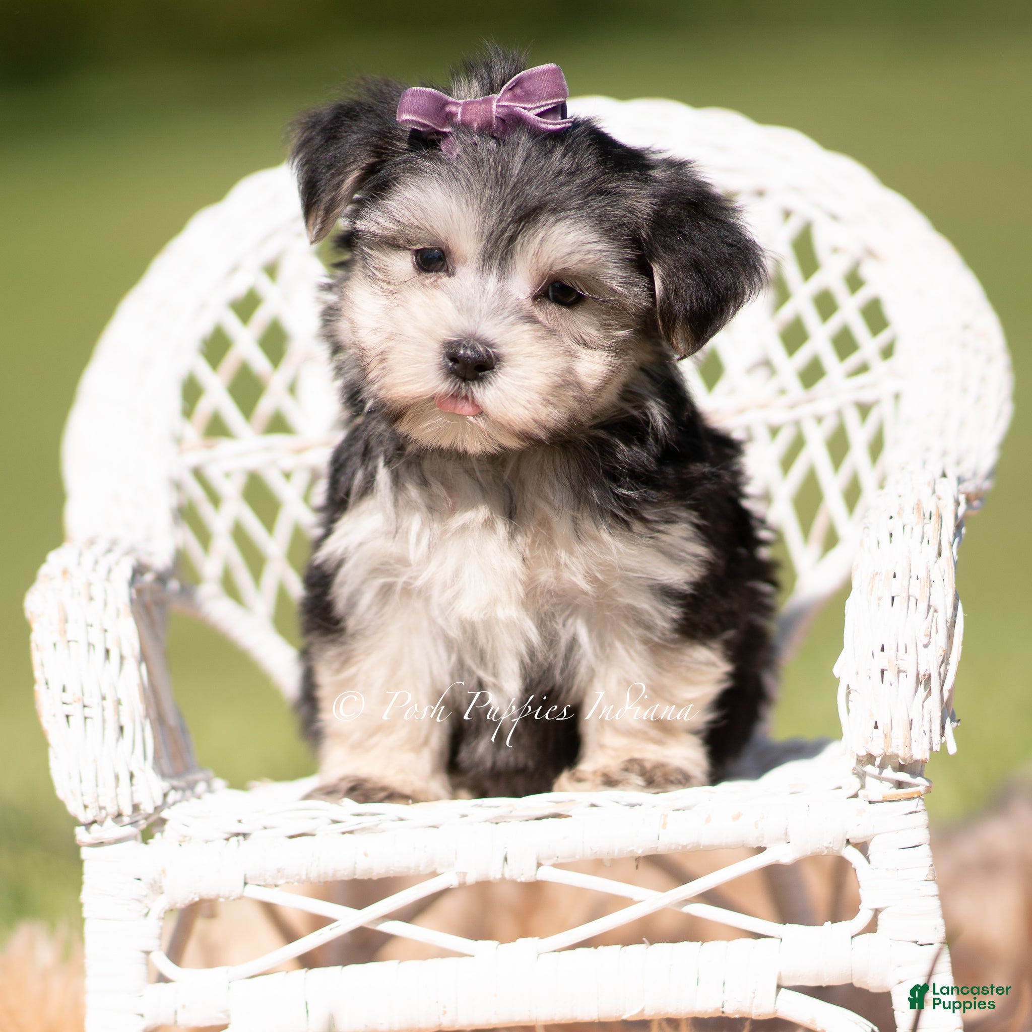 Morkie dogs Petals F1 - Ad 3