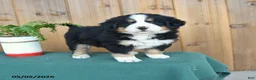 Bernese Mountain Dog dogs for sale: Paslie - Ad 1