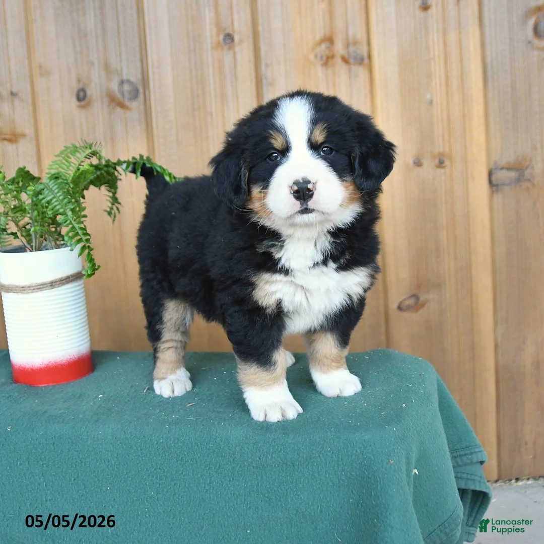 Bernese Mountain Dog dogs for sale: Paslie - Ad 1
