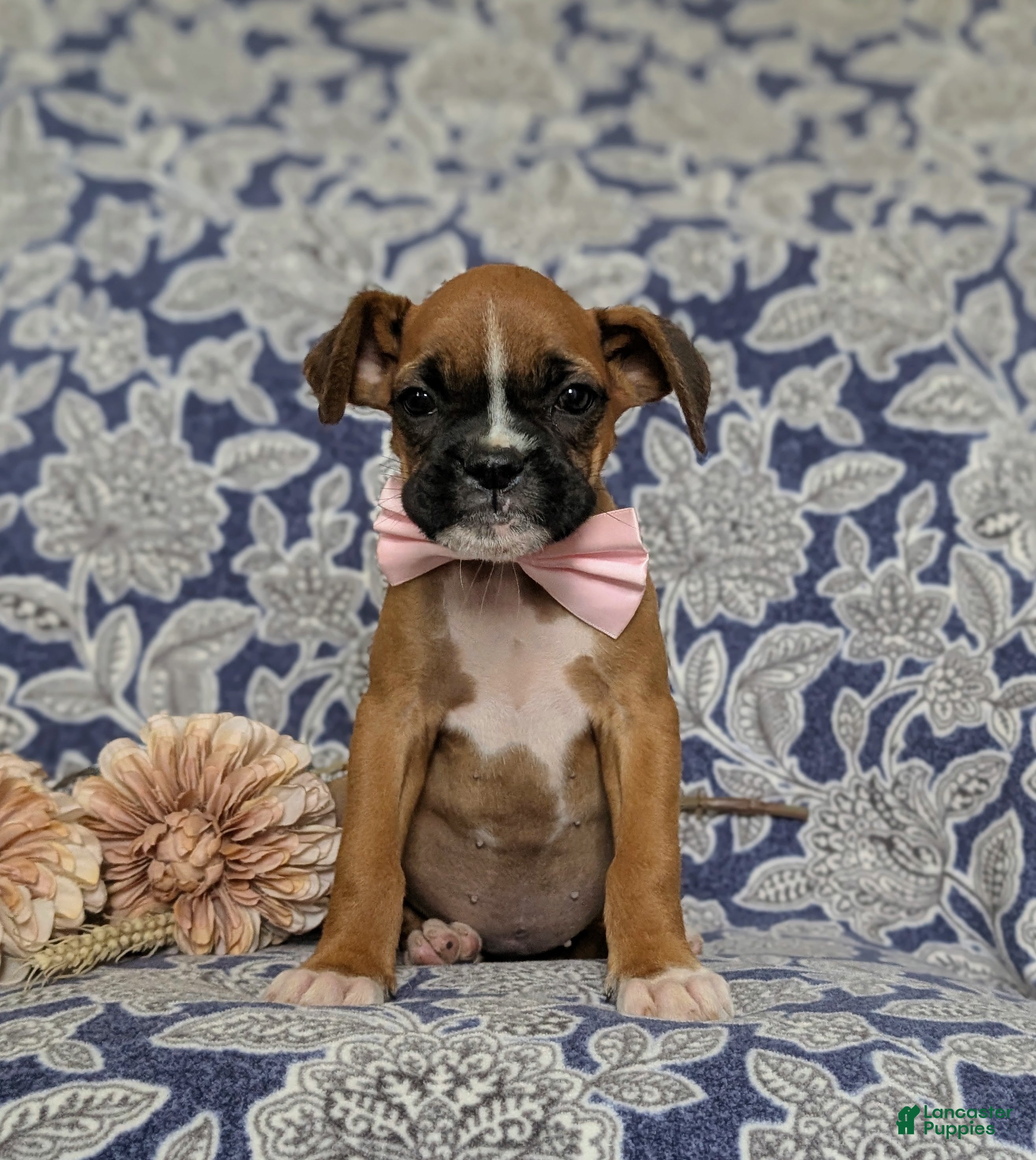Boxer dogs Taite - Ad 1