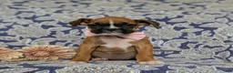 Boxer dogs for sale: Taite - Ad 1