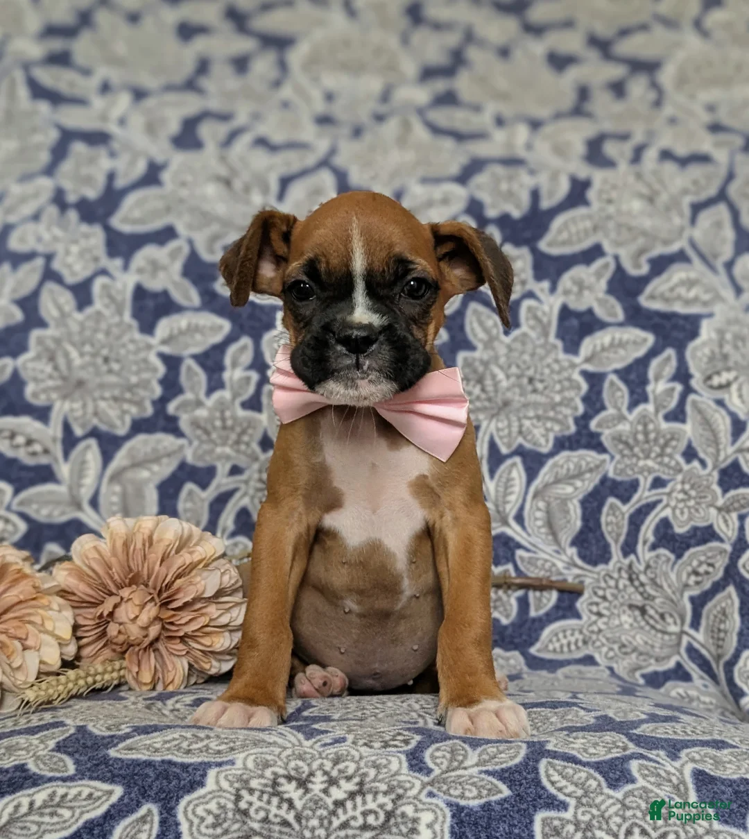 Boxer dogs for sale: Taite - Ad 1