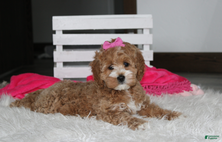 Cockapoo dogs Paisley  - Ad 1