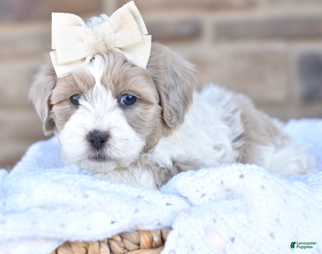 Mixed Breed dogs for sale: Sandy - Ad 3