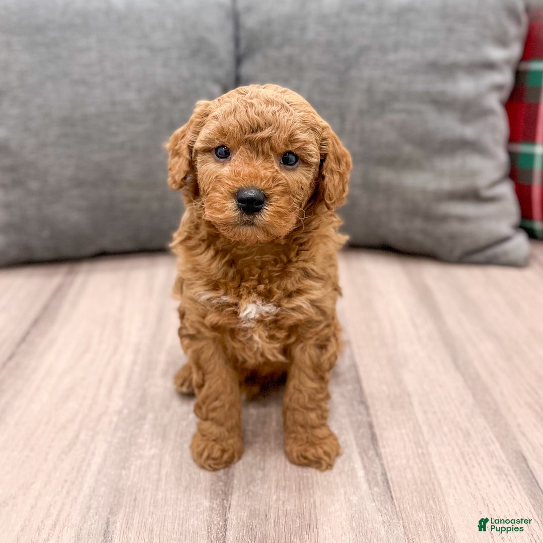 Mini Goldendoodle dogs for sale: Bingo - Ad 3
