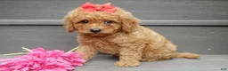 Mini Goldendoodle dogs for sale: Sheila - Ad 5