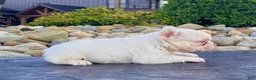 French Bulldog dogs for sale: Ace Pink - Ad 4