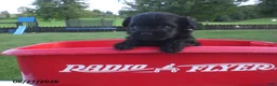 Yorkiepoo dogs for sale: Jack - Ad 5