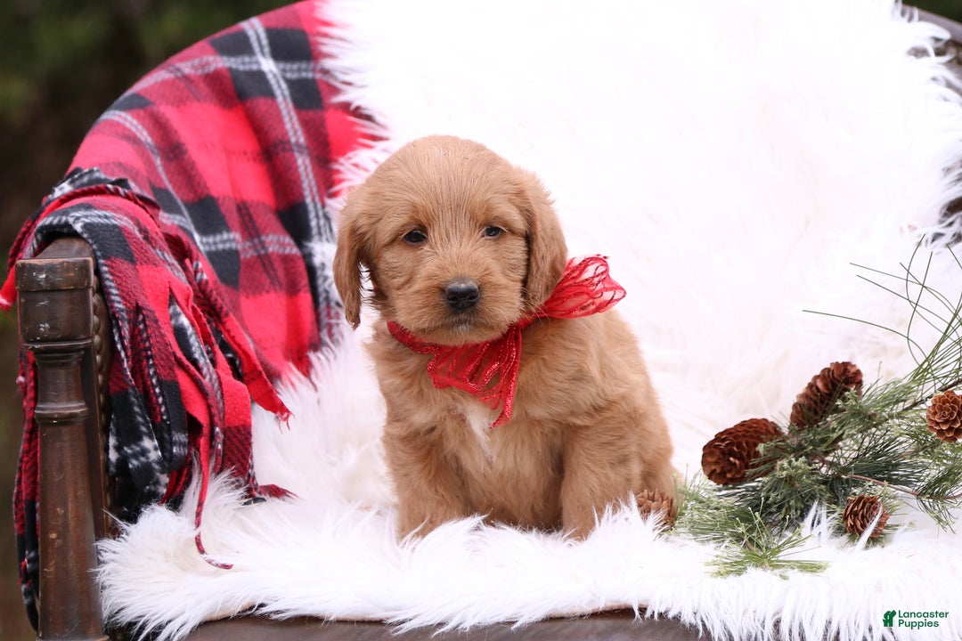 Labradoodle dogs for sale: Holly - Ad 3