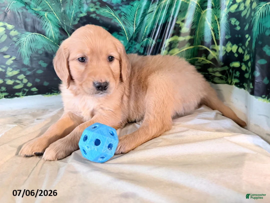 Golden Retriever dogs for sale: Cassie - Ad 3