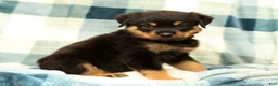 Rottweiler dogs for sale: Sadie - Ad 4