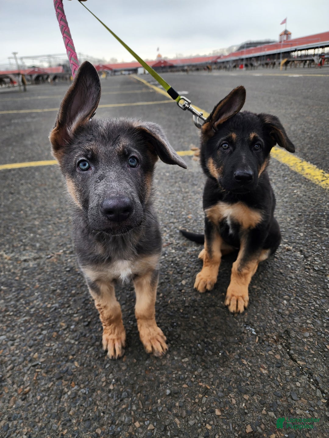 German Shepherd dogs for sale: German Shepherd Puppy 2 - Ad 1