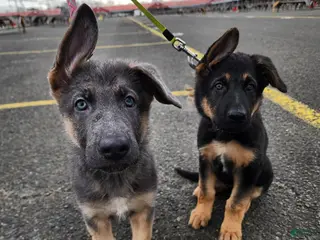 German Shepherd dogs German Shepherd Puppy 2 - Ad 12