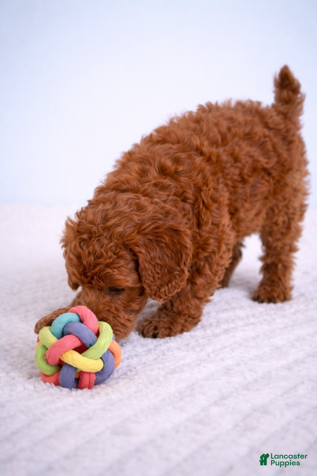 Cavapoo dogs Luna - Ad 2