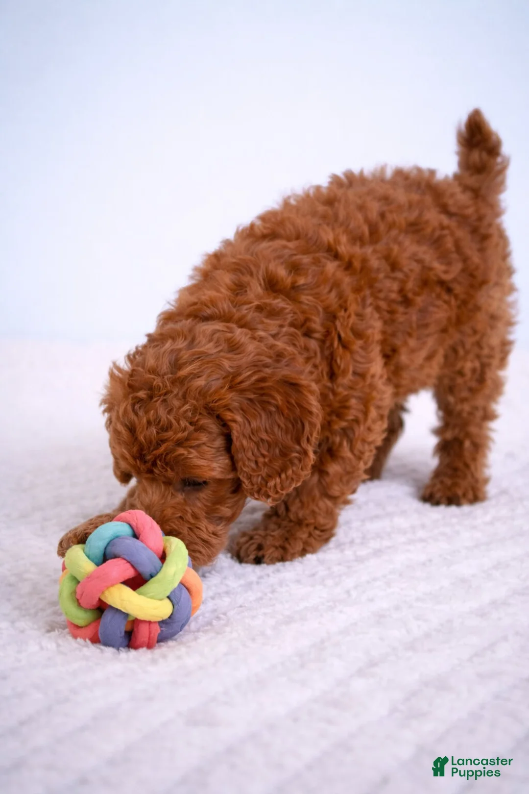 Cavapoo dogs for sale: Luna - Ad 2